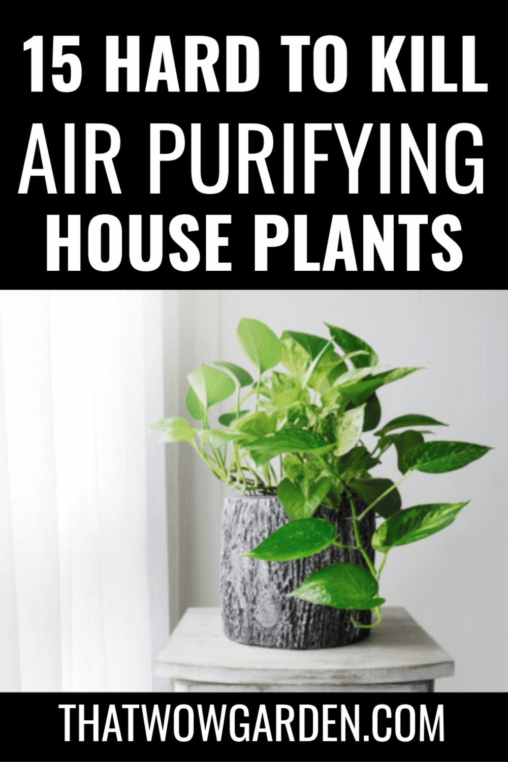 15 Air Purifying Plants You Need in Your Home -   18 plants Air houseplant ideas