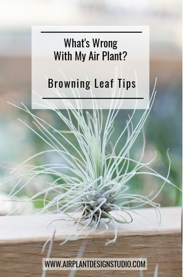 What's Wrong With My Air Plant? Browning Leaf Tips -   18 plants Air houseplant ideas