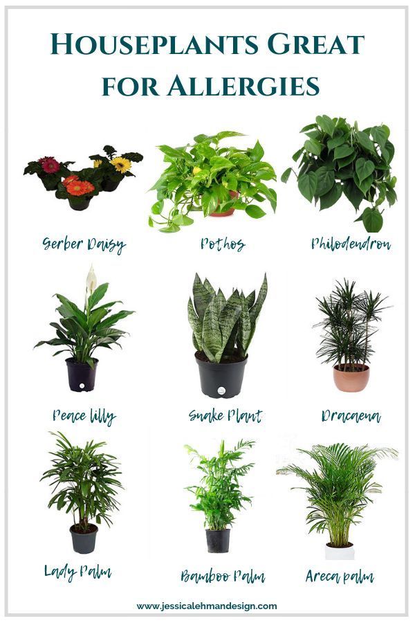 Best Indoor Houseplants for Allergies ||Jessica Lehman Design|| -   18 plants Air houseplant ideas