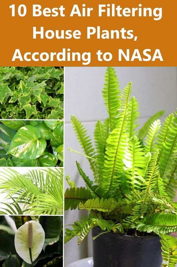 10 Best Air Filtering House Plants, According to NASA -   18 plants Air houseplant ideas