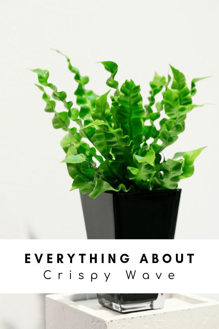 Everything About Crispy Wave: A Natural Air Purifier -   18 plants Air houseplant ideas