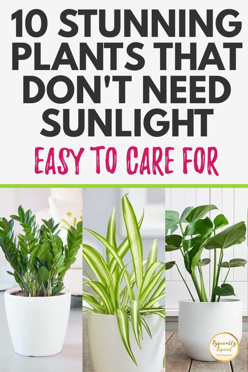 10 of the Best House Plants That Don't Need Sunlight | Air Purifying Houseplants That Grow In Shade -   18 plants Air houseplant ideas