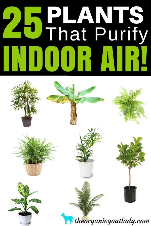 25 Air Purifying Plants! - The Organic Goat Lady -   18 plants Air houseplant ideas