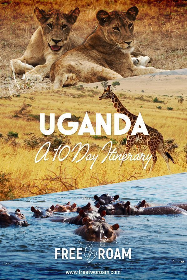 Our 10-day Uganda Itinerary For the Best Wildlife Sightings - Free Two Roam -   18 travel destinations Africa adventure ideas
