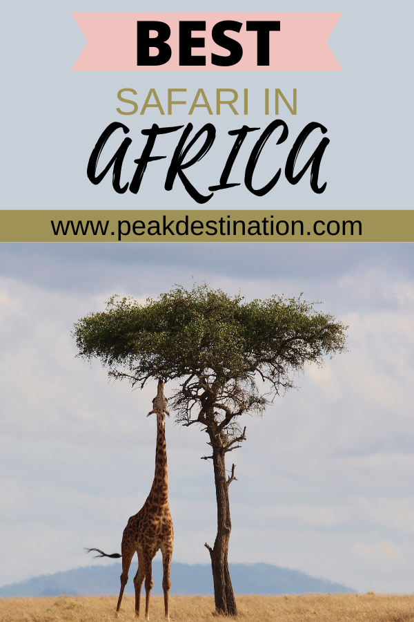 Best Safari In Africa – Enjoy A Brilliant Safari Adventure - Peak Destination -   18 travel destinations Africa adventure ideas