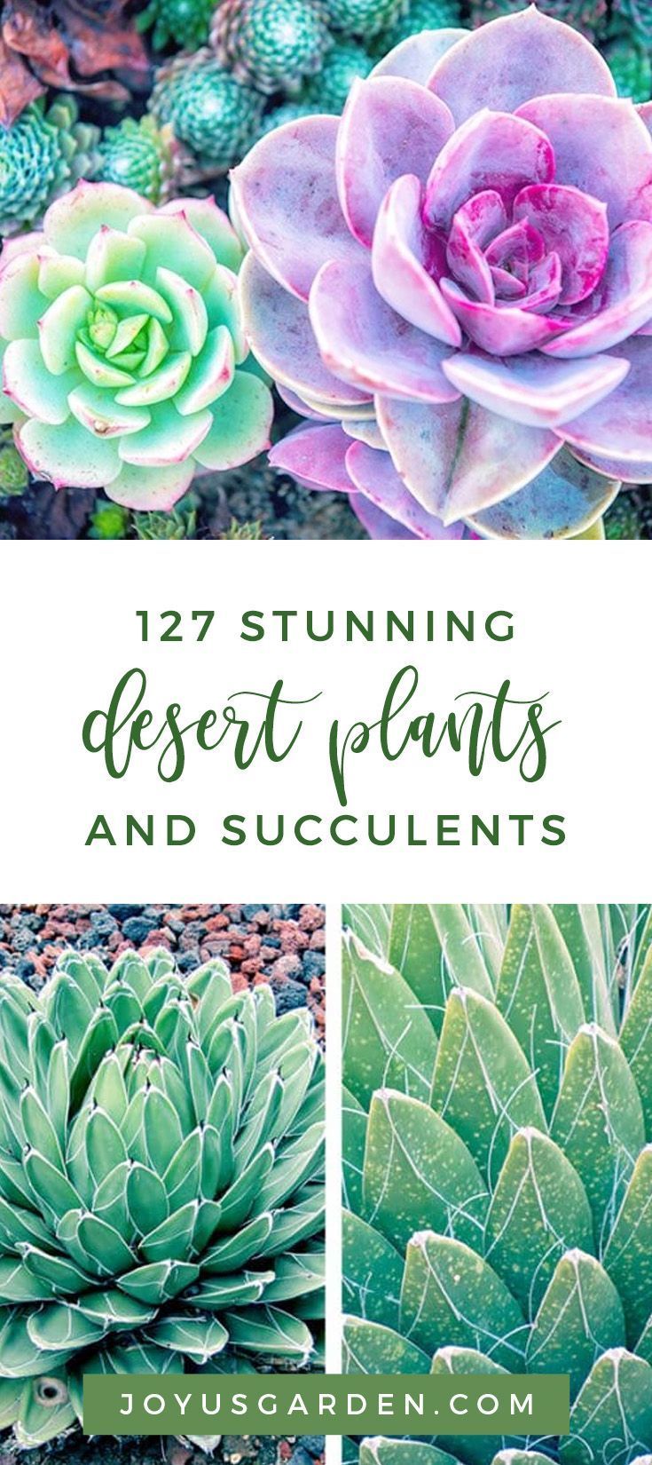127 Stunning Desert Plants and Succulents -   19 desert plants Landscaping ideas