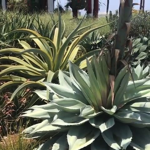 Did you know succulents can get this large?! -   19 desert plants Landscaping ideas