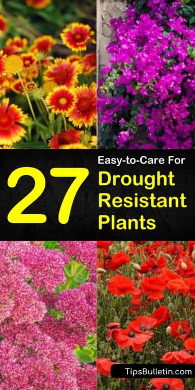 27 Easy-to-Care For Drought Resistant Plants -   19 desert plants Landscaping ideas