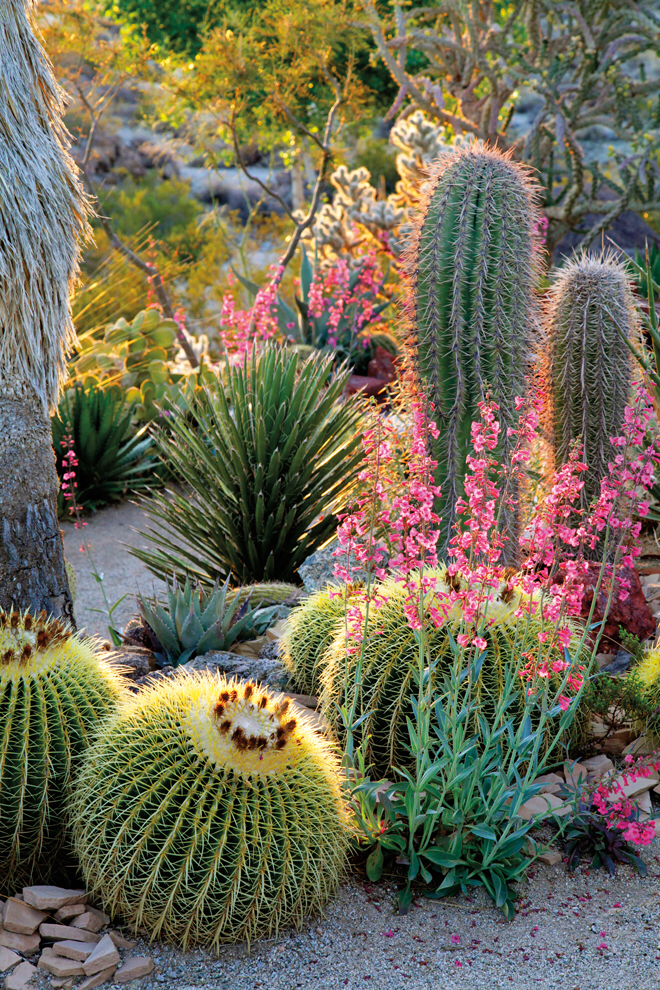 Pacific Horticulture Society | Succulent Gardens -   19 desert plants Landscaping ideas