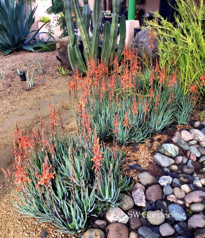 5 Colorful Plants for the Desert Winter Landscape - Southwest Gardening -   19 desert plants Landscaping ideas