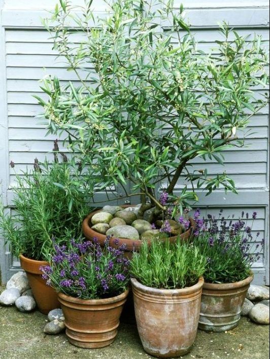 10 Ideas For a Mediterranean Inspired Garden - Melanie Jade Design -   19 planting Patio garden ideas