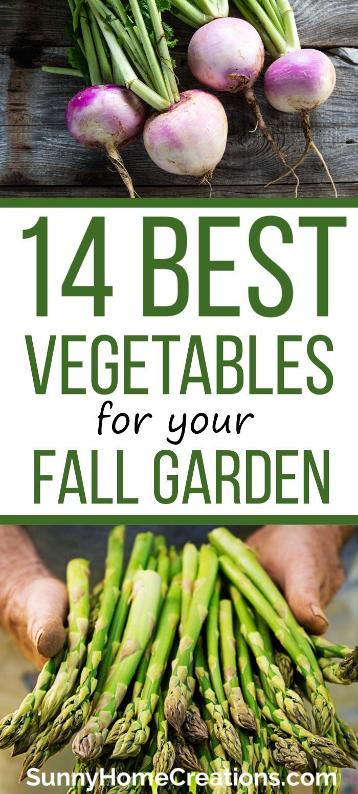 Best Fall Garden Vegetables -   19 planting Patio garden ideas