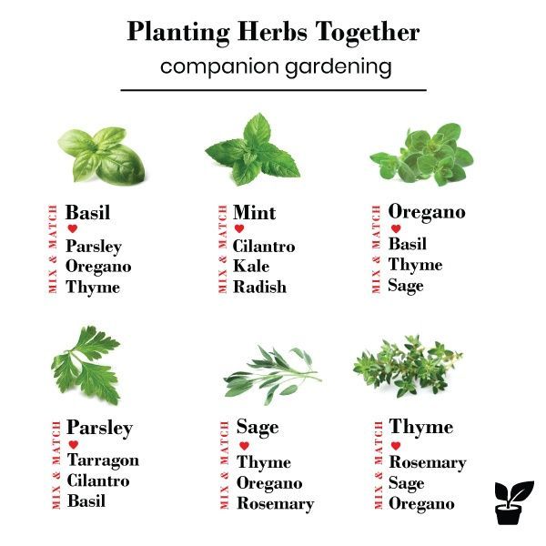 what herbs grow well together? - companion planting herbs -   19 planting Patio garden ideas