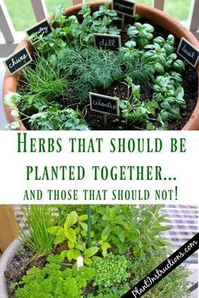 Herbs That Grow Together In a Pot -   19 planting Patio garden ideas