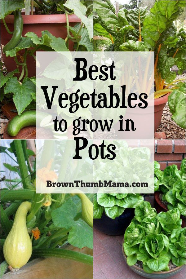 5 Best Container Vegetables for Beginning Gardeners -   19 planting Patio garden ideas