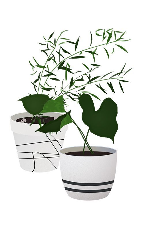 Vector Interior Plants Illustration -   19 plants Png interior rendering ideas