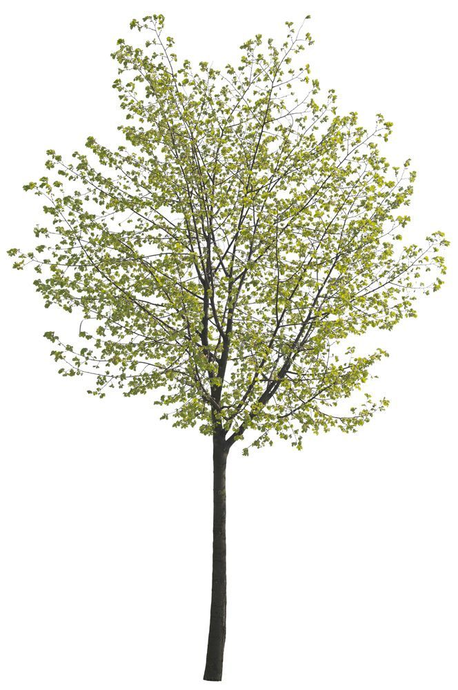 Cutout tree 24 from Tree Collection vol. 3 -   19 plants Png interior rendering ideas