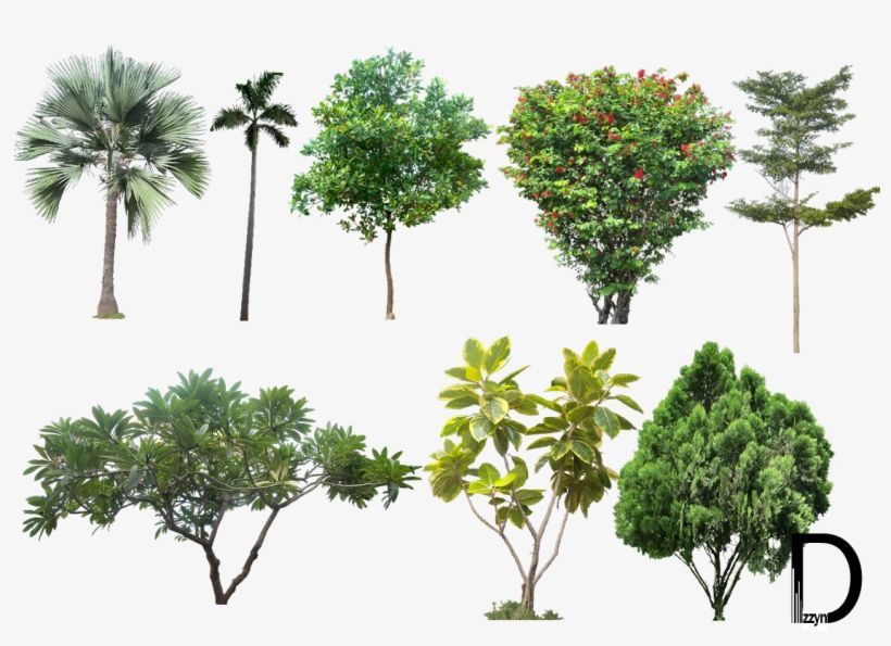 20 Tree Png Images For Architecture, Landscape, Interior - High Resolution Trees Png - Free Transparent PNG Download - PNGkey -   19 plants Png interior rendering ideas