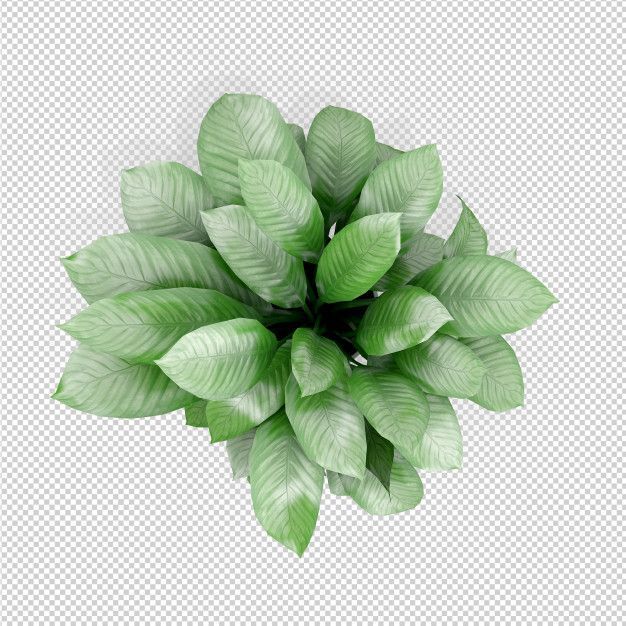Isometric Plant 3d Rendering -   19 plants Png interior rendering ideas