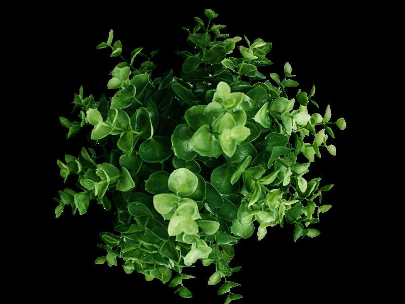 Plant Top View PNG Image -   19 plants Png interior rendering ideas