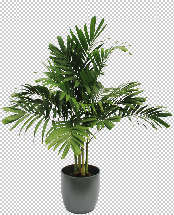 Palm Leaf - Stock - Png by MadSDesignz on DeviantArt -   19 plants Png interior rendering ideas