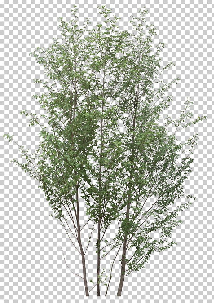 Tree Plant Twig PNG - Free Download -   19 plants Png interior rendering ideas