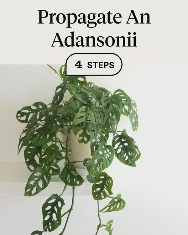 Propagate An Adansonii -   19 spider plants Decor ideas