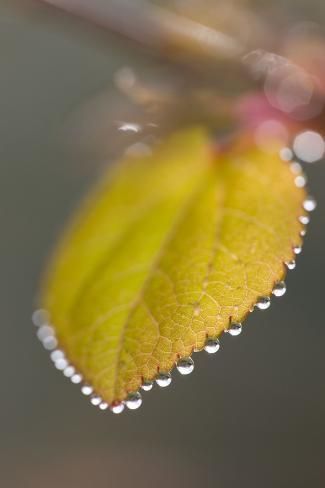 Photographic Print: Katsura Tree Leaf with Dew Drops : 24x16in -   12 planting Photography dew drops ideas