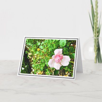Photo Pale Pink Rose With Dew Drops & Foliage Card -   12 planting Photography dew drops ideas