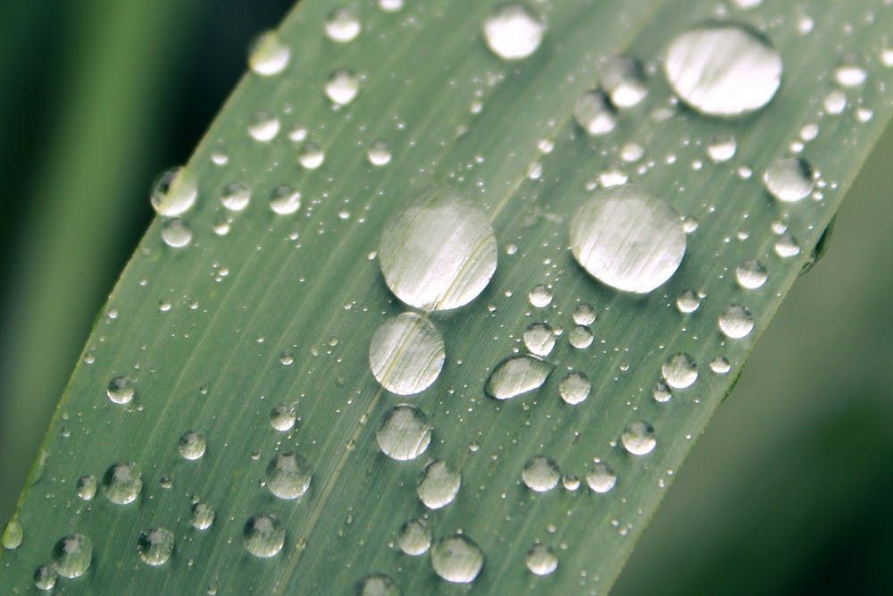 Macro Photography of Water Droplets on Leaf · Free Stock Photo -   12 planting Photography dew drops ideas