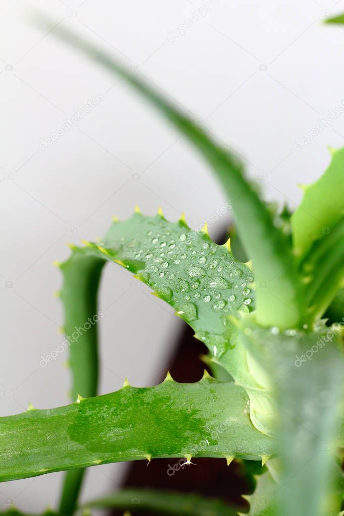 Aloe Vera Plant Herb Leaves Close Water Dew Drops -   12 planting Photography dew drops ideas