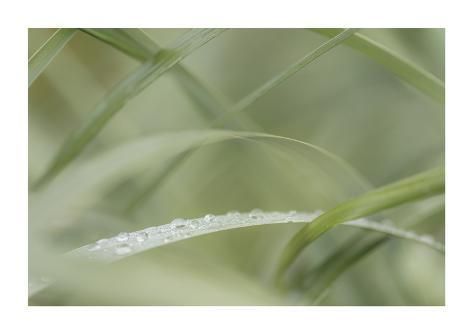 Giclee Print: Dew Drops on Beach Grass by Don Paulson : 24x34in -   12 planting Photography dew drops ideas
