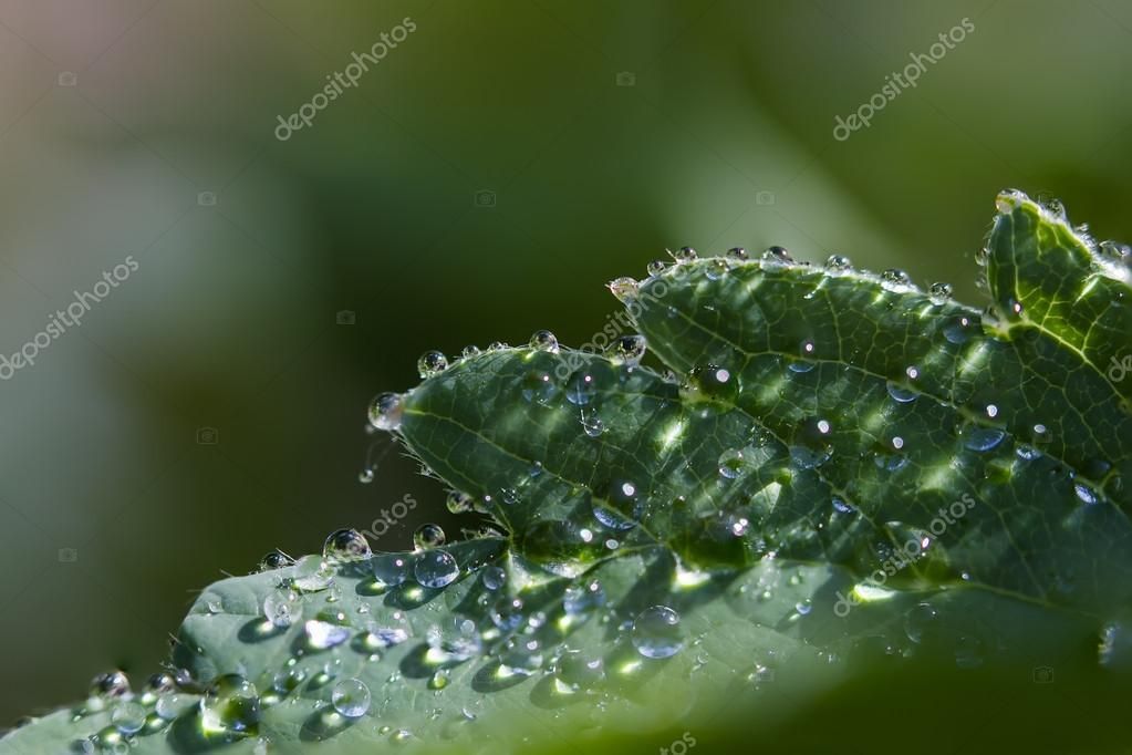 Leaf with many dew drops -   12 planting Photography dew drops ideas