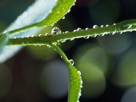 Photographic Print: Dew Drops on a Twig : 24x18in -   12 planting Photography dew drops ideas