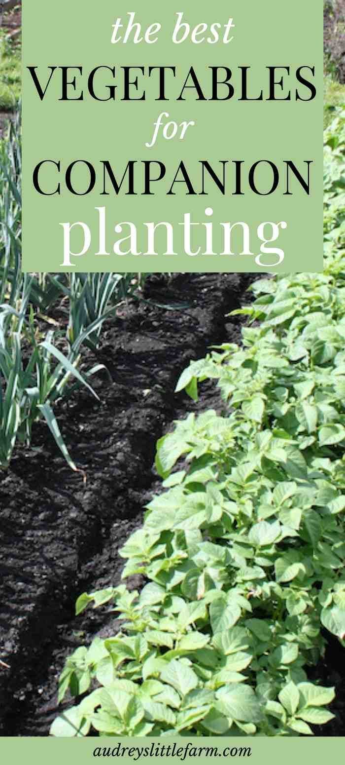 The Best Vegetables for Companion Planting - Audrey's Little Farm -   16 planting Garden cheat sheets ideas