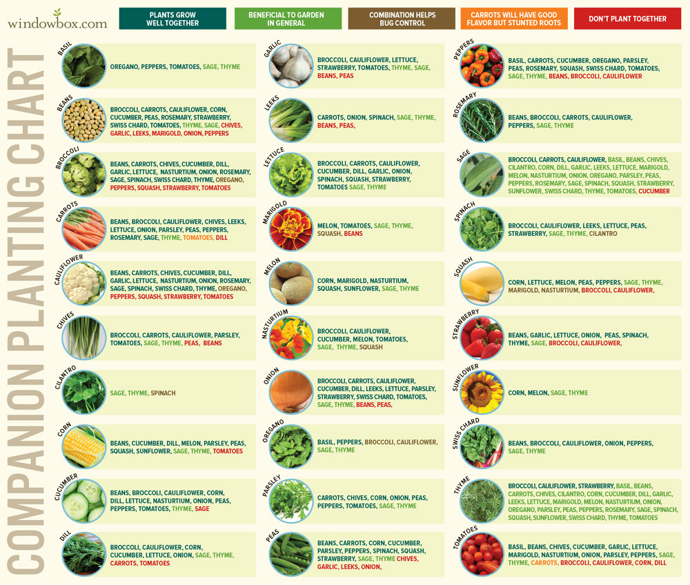 GARDEN WISDOM: Companion Planting Chart for Vegetables -   16 planting Garden cheat sheets ideas