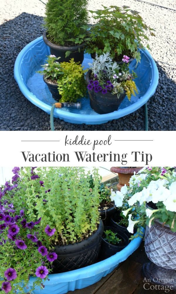 Vacation Watering Tip for Potted Plants | An Oregon Cottage -   17 potted plants design ideas
