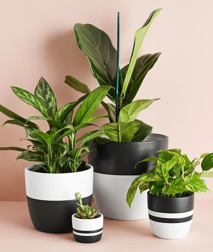 Large Black Pot -   17 potted plants design ideas