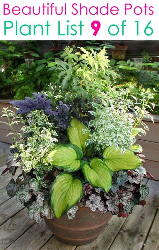 16 Colorful Shade Garden Pots & Plant Lists -   17 potted plants design ideas