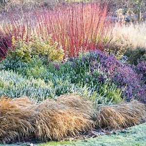 A Glowing Winter Border with Dogwood, Heath and Grasses -   19 garden design Flower grass ideas