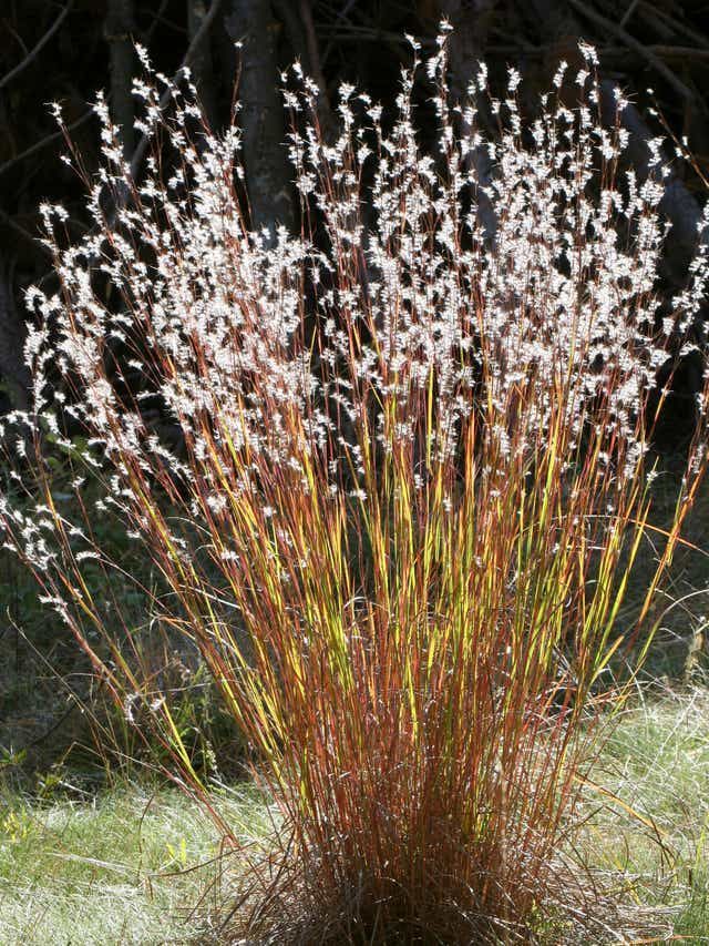 Micro prairies: No yard is too small to go with earth-friendly native plants -   19 garden design Flower grass ideas