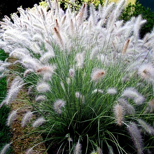 Dwarf Fountain Grass 'Hameln' -   19 garden design Flower grass ideas
