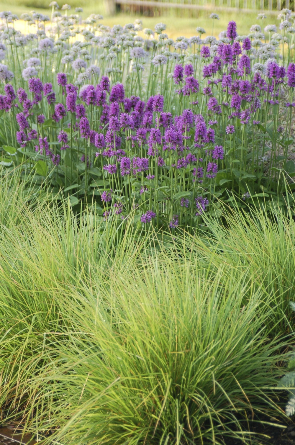 Gardening 101: Moor Grass - Gardenista -   19 garden design Flower grass ideas