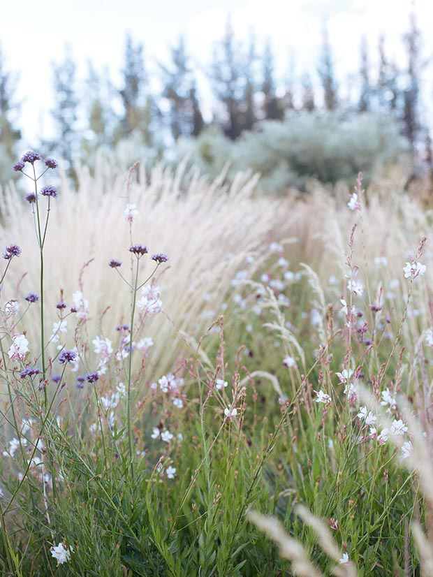 How Karen Rhind started again with a lavender farm and dry garden in Central Otago -   19 garden design Flower grass ideas