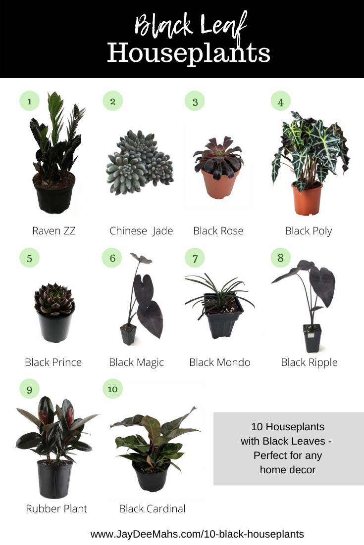 10 Black Houseplants Perfect For Any Home Decor -   19 garden design Inspiration houseplant ideas