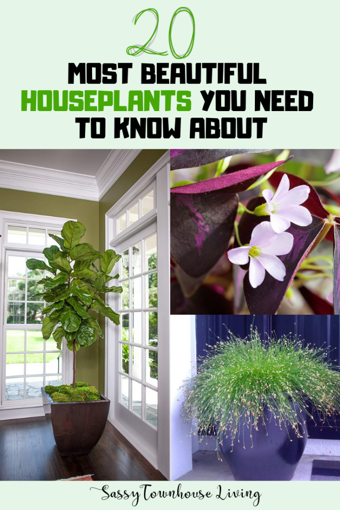 20 Most Beautiful Houseplants You Need To Know About -   19 garden design Inspiration houseplant ideas