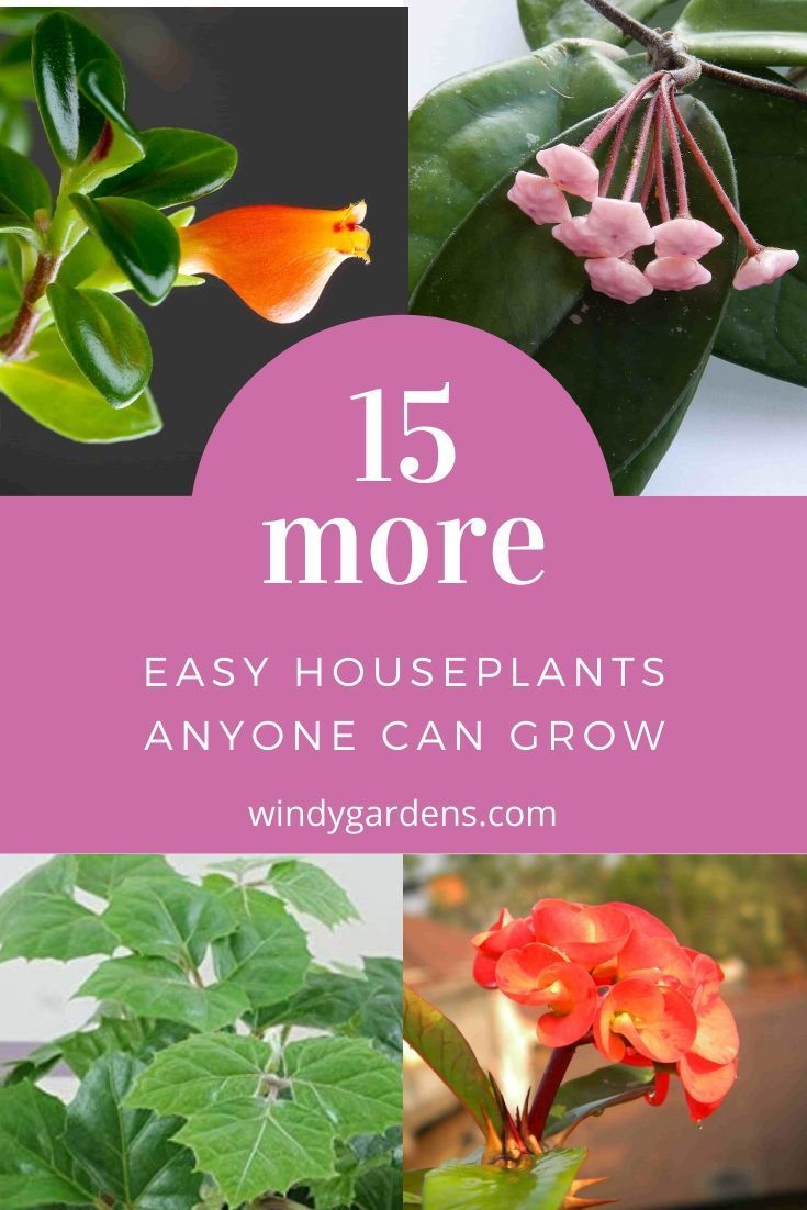 15 More of the Easiest Houseplants -   19 garden design Inspiration houseplant ideas