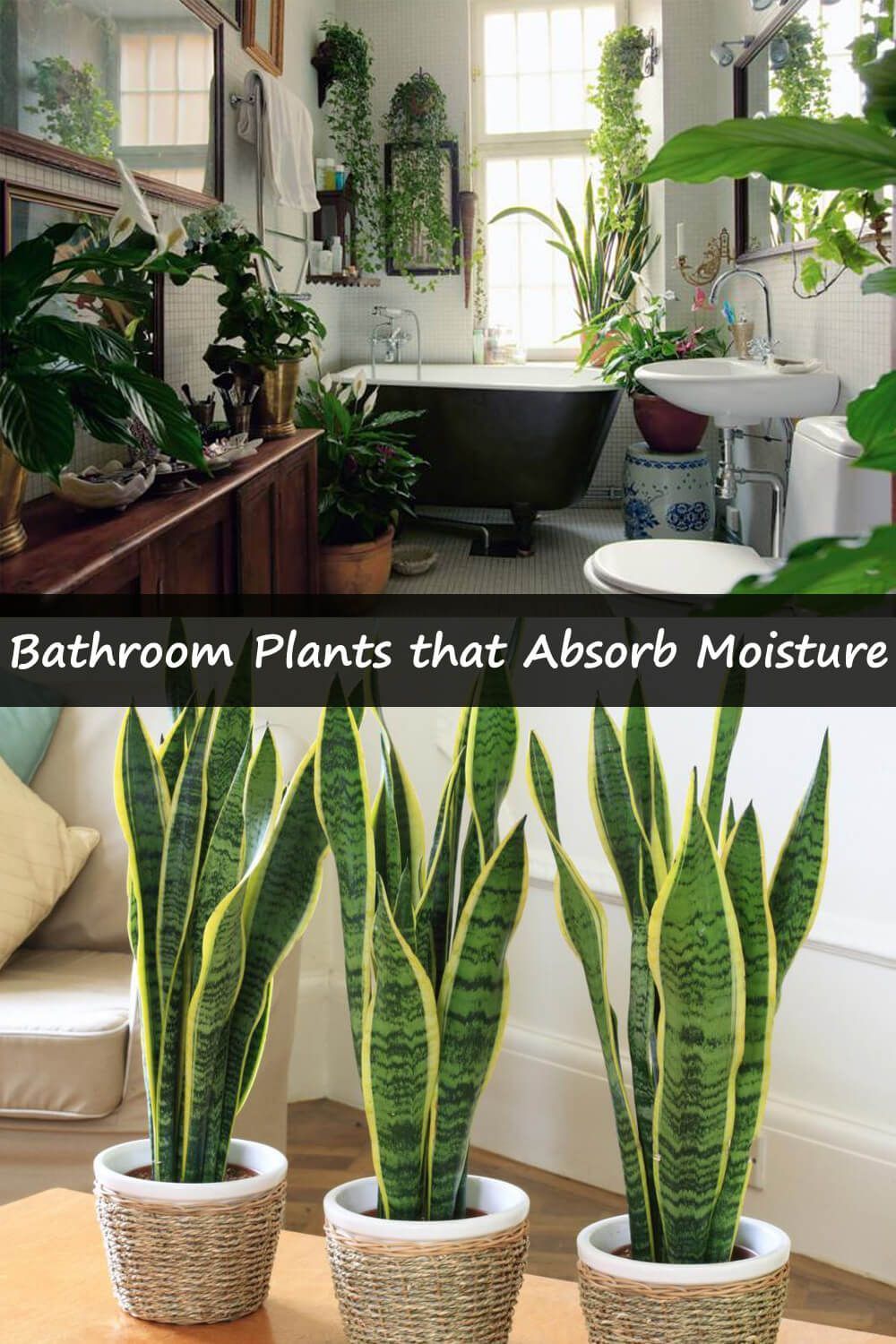 19 Bathroom Plants That Absorb Moisture -   19 garden design Inspiration houseplant ideas