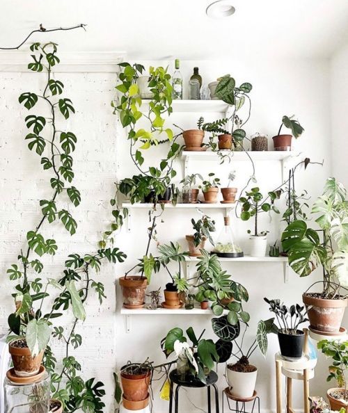 Houseplant Swap - Everything You Need to Know - That Planty Life -   19 garden design Inspiration houseplant ideas