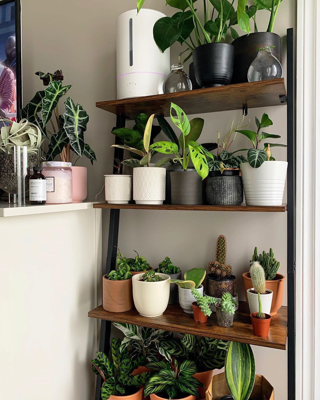 Plant Shelfie Vertical garden idea -   19 plants Indoor shelves ideas